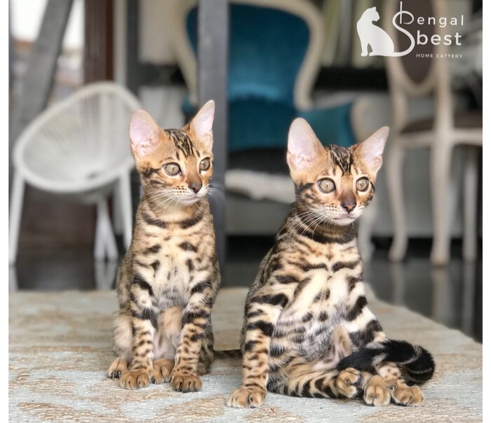 Cattery Savannah Cat Washington Rocco Is A Charming Savannah F6