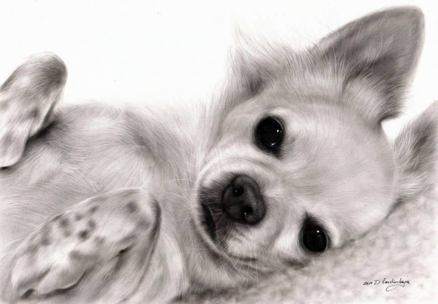 Chihuahua Portraits | Custom Realistic Chihuahua Art by