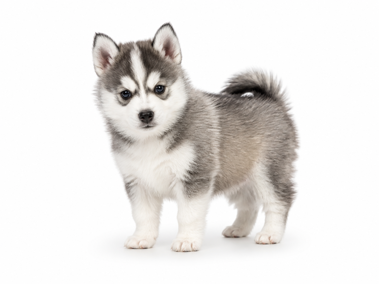 Pomsky puppy