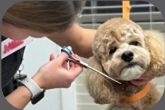 Groomer styling a dog's face