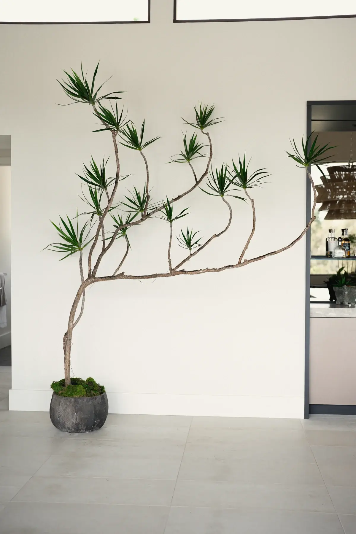 A statement dracaena with long branching arms in a stone planter against a white wall