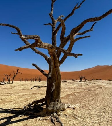 слоны в Масаи Мара