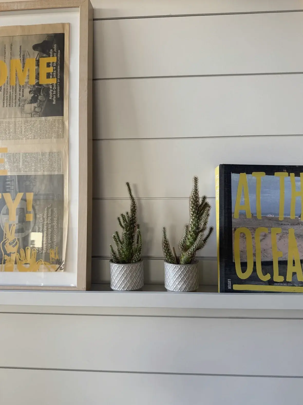 Snake plants and cacti in small white pots along an office window ledge