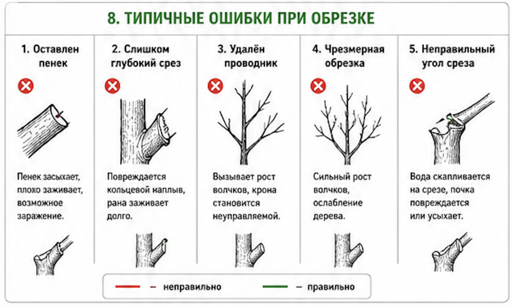 Диаграмма пяти самых распространенных ошибок при обрезке плодовых деревьев (яблонь, груш, слив) с описанием последствий каждой ошибки. Ошибка 1: оставление длинных пеньков после удаления ветви - приводит к медленному заживлению раны, засыханию и развитию гнили, становится источником инфекций и болезней. Ошибка 2: срез под острым углом или параллельно ветви - вода скапливается на срезе, вызывает гниль и развитие болезней при обрезке. Ошибка 3: удаление слишком большого объема кроны за один раз (более 30%) - вызывает огромный стресс для дерева, активный рост волчков, потеря урожая на 2-3 года. Ошибка 4: срез слишком глубокий (вмятина в дереве) или слишком мелкий - рана долго не заживает, плохое формирование новых ветвей, риск инфекции. Ошибка 5: неправильный угол среза при укорачивании побега - вода скапливается в ране, развитие гнили и болезней. На диаграмме каждая ошибка отмечена красным крестиком с пояснениями и стрелками, указывающими на вредные последствия.
