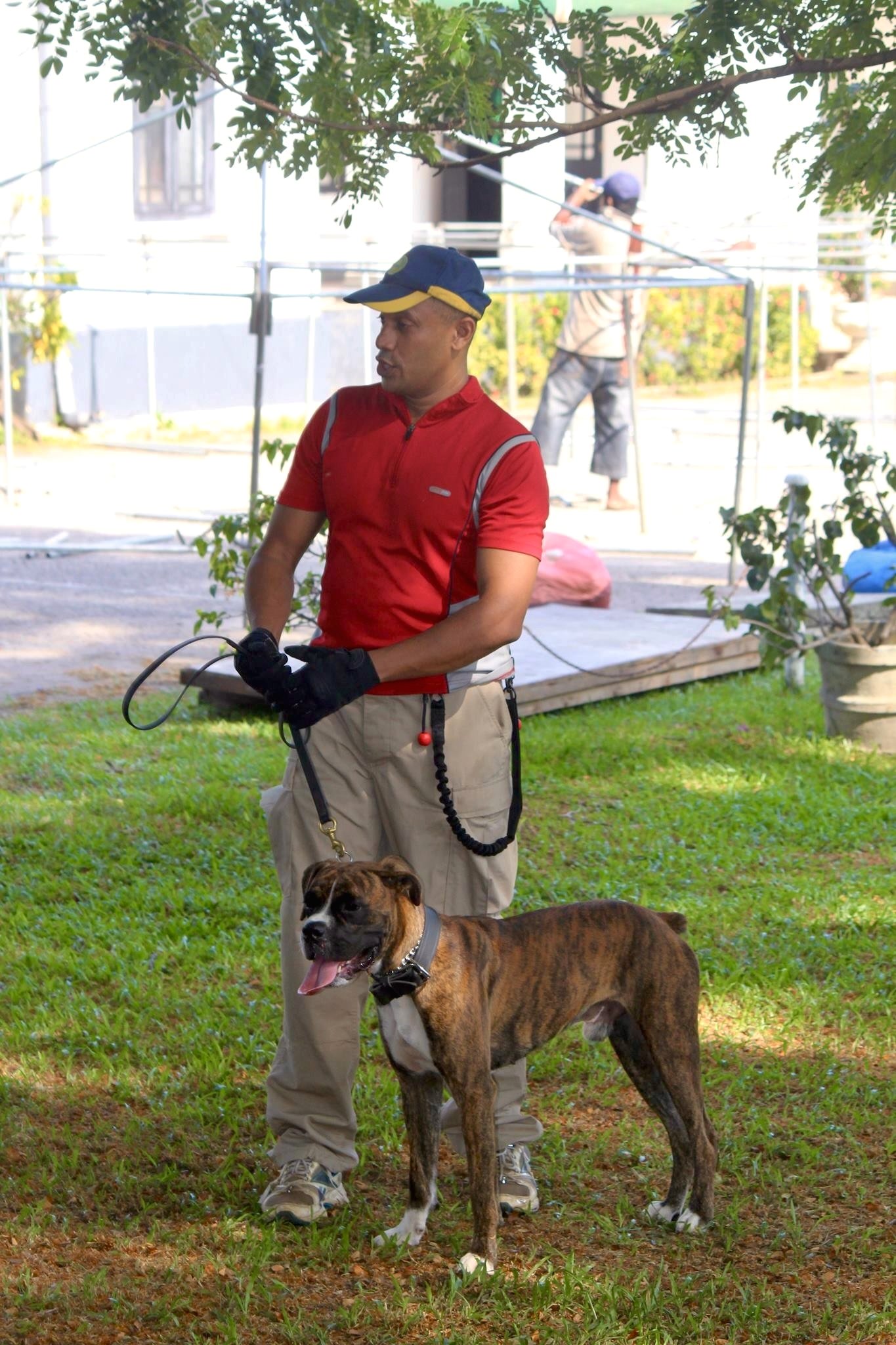 Handler holding a lead beside a brindle dog on grass