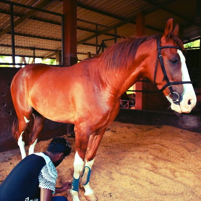 Groom caring for a boarded horse at Vonfidel Ranch in Sri Lanka
