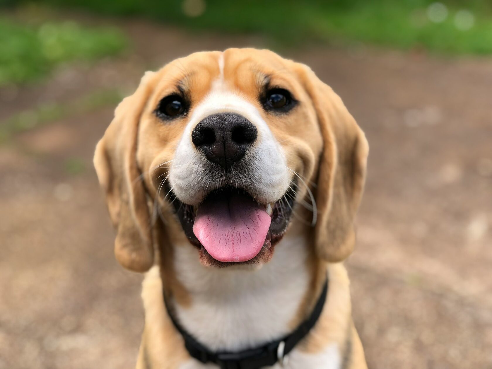 Buddy