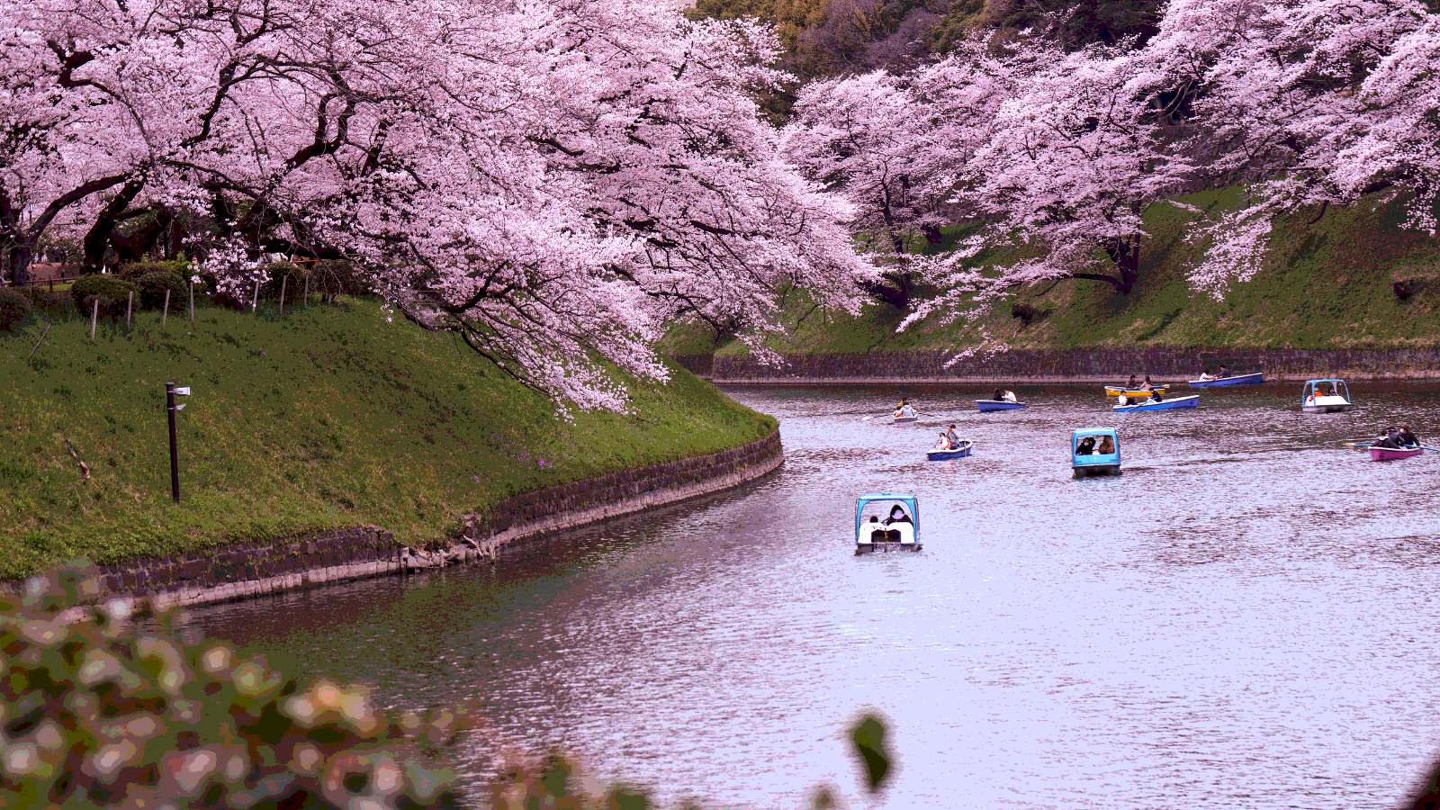 Voyage au Japon Sakura