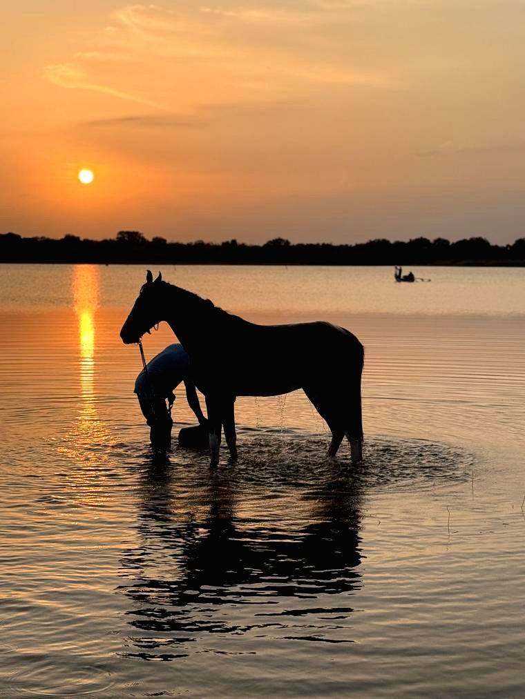 Horse cooling in a lake at sunset after a private riding holiday at Vonfidel Ranch in Sri Lanka