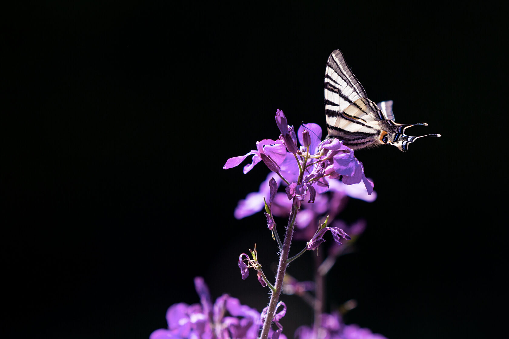 nature, photography, tayka, flowers, butterfly