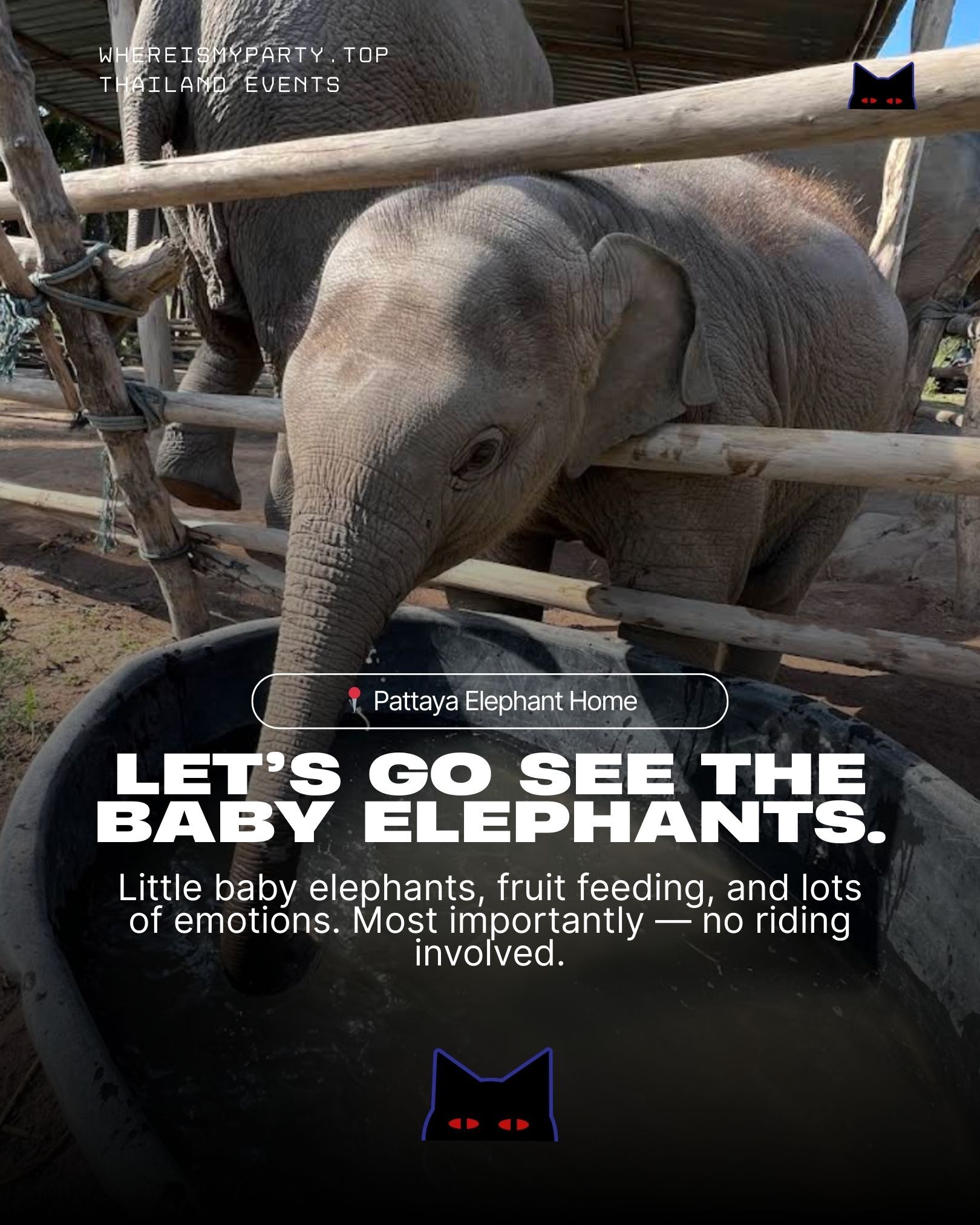 Elephant farm in Pattaya