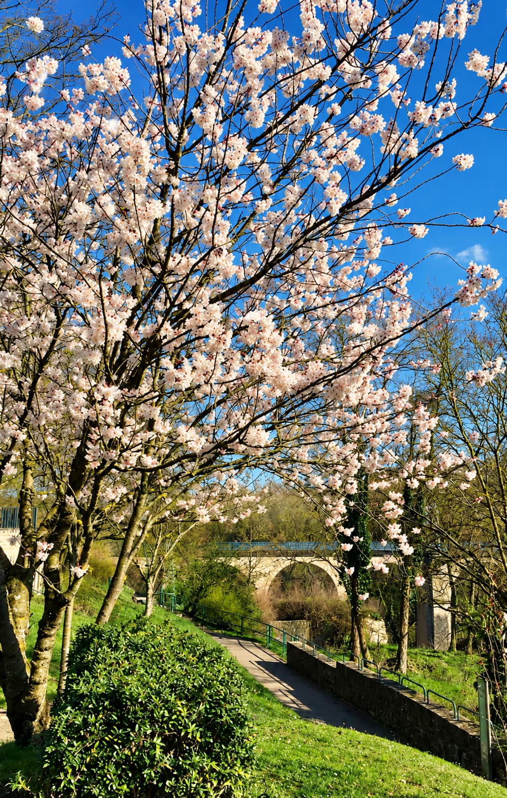 Outdoor spring blossoms