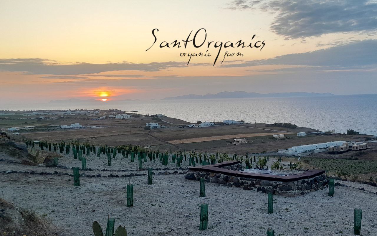 SantOrganics organic farm tour and sunset tasting in Oia, Santorini