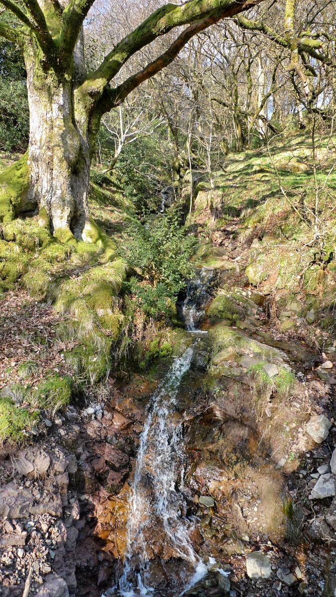 Trees and stream at Cnewr, Brecon Beacons