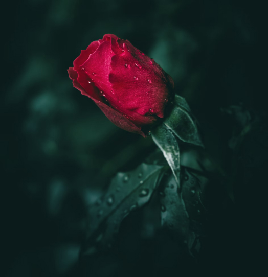 transcendency mode retreat with Monika 