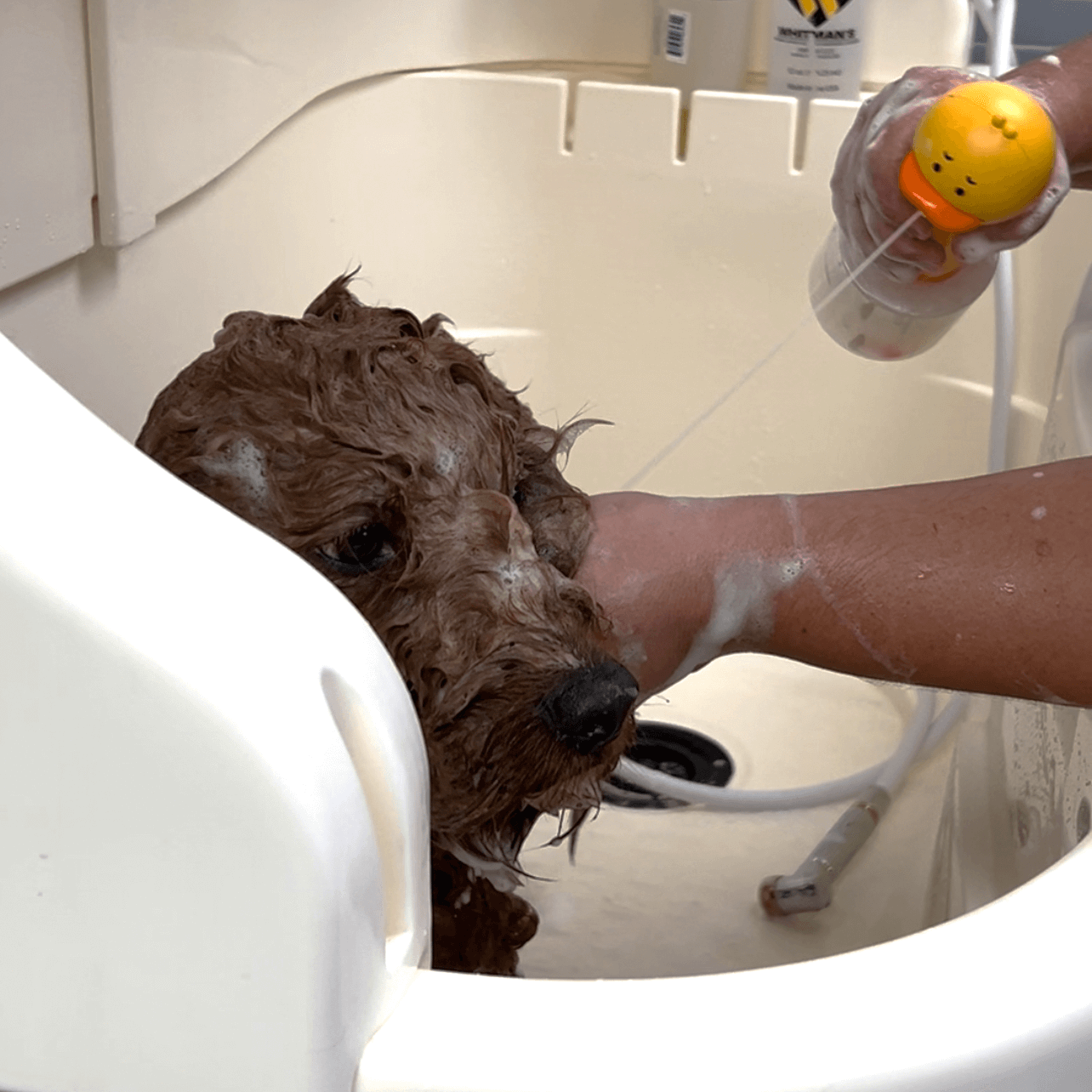 Dog in the bath at Pink Bone