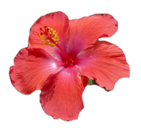 exotic flower