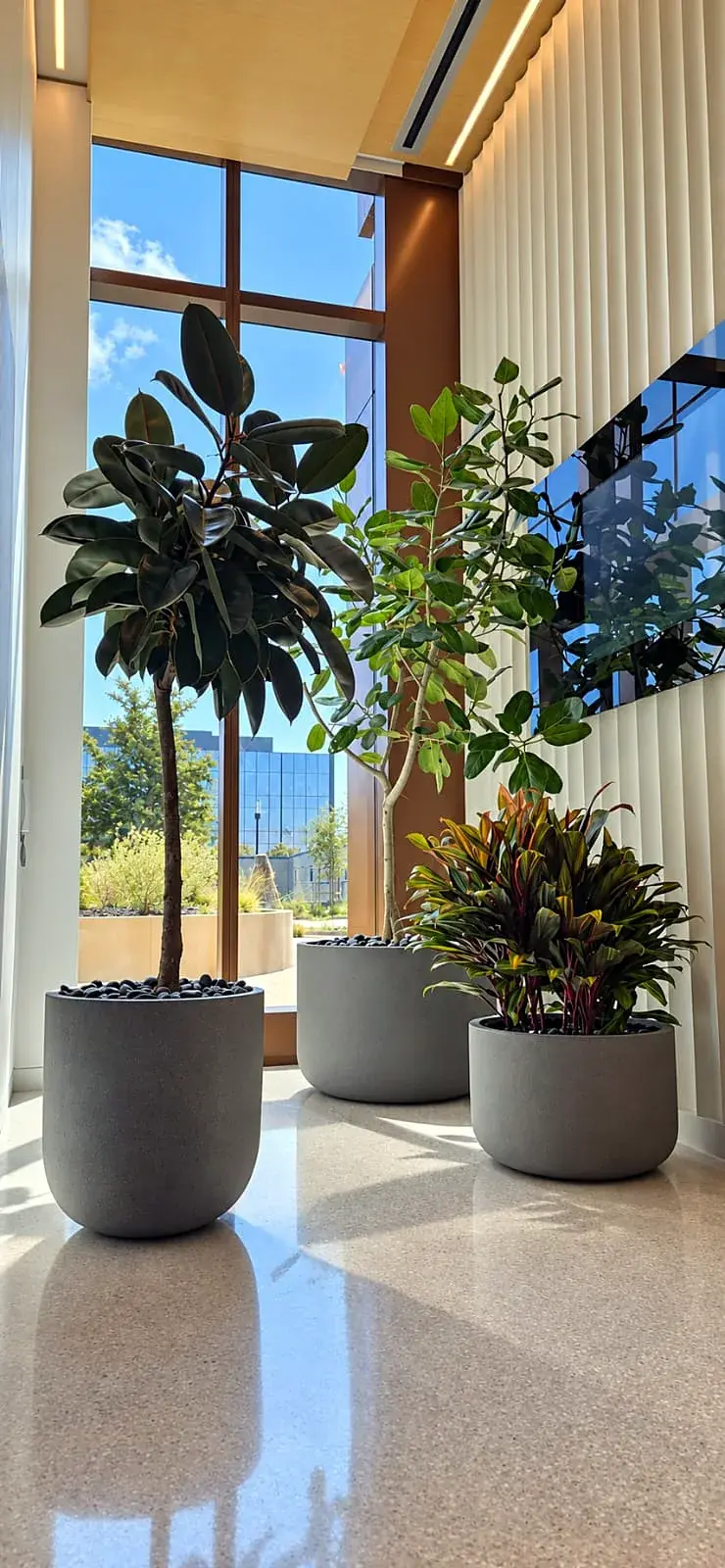 Rubber trees and a croton by the lobby windows at Bristol Myers Squibb