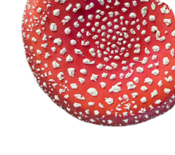 Amanita muscaria — ცადამყვანა