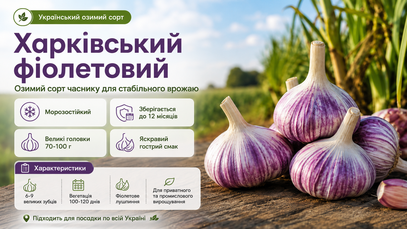 Харківський фіолетовий часник