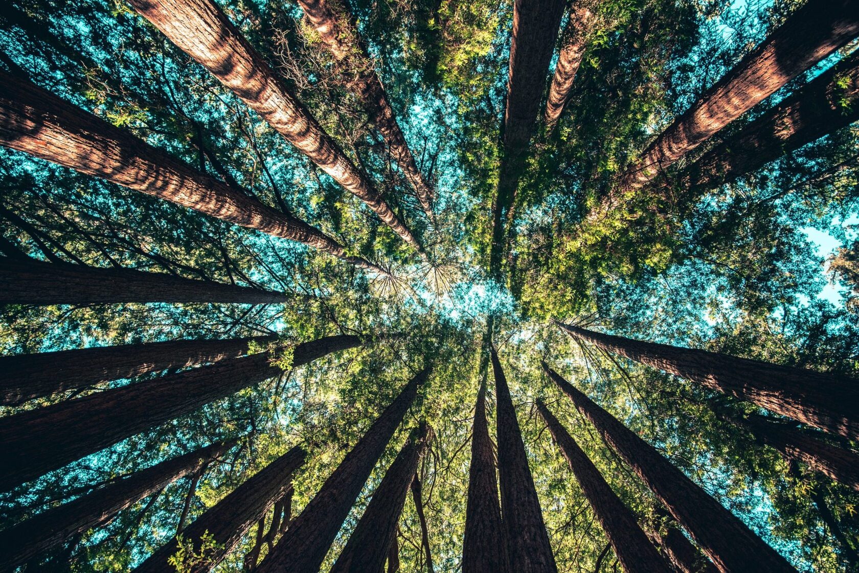 Верхівки дерев і небо: проєкт Phytorelax і Treedom з висадки дерев