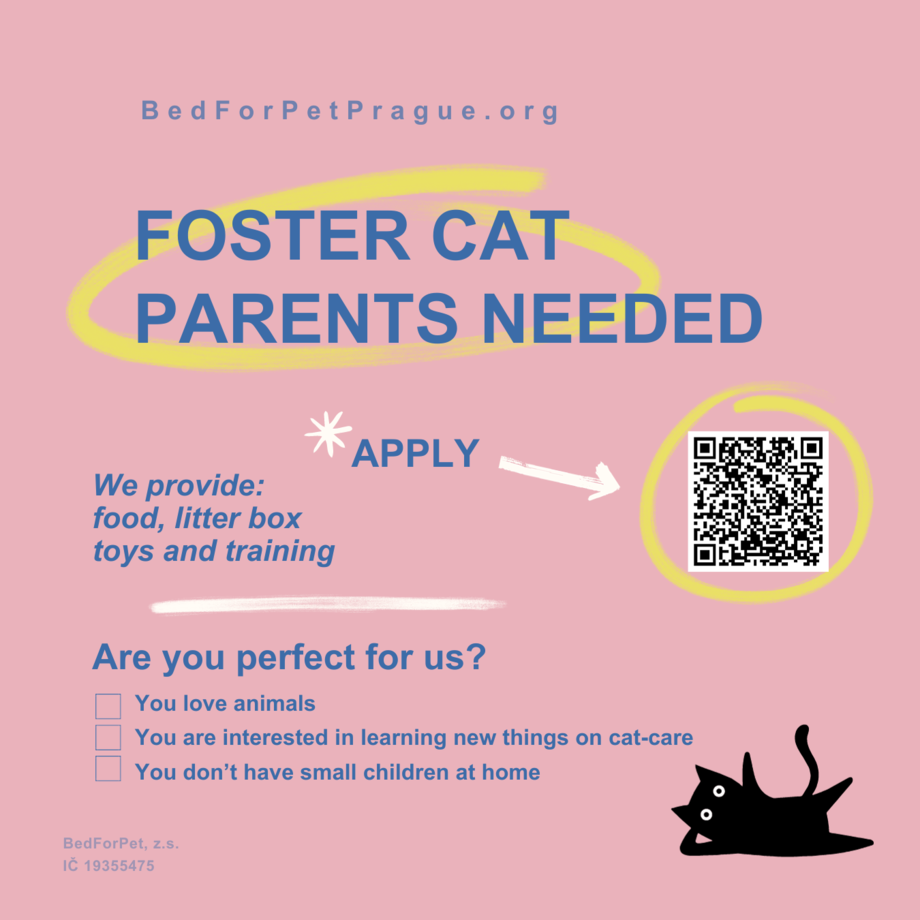 foster-cats-in-prague-foster-families-needed
