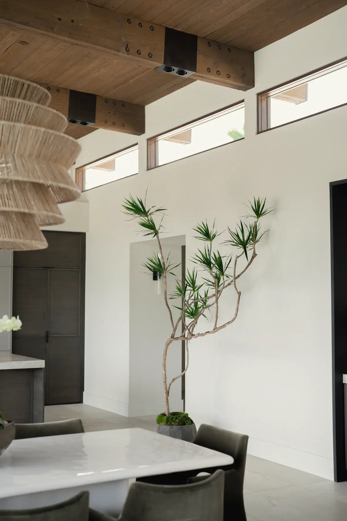 A dracaena above a dining table