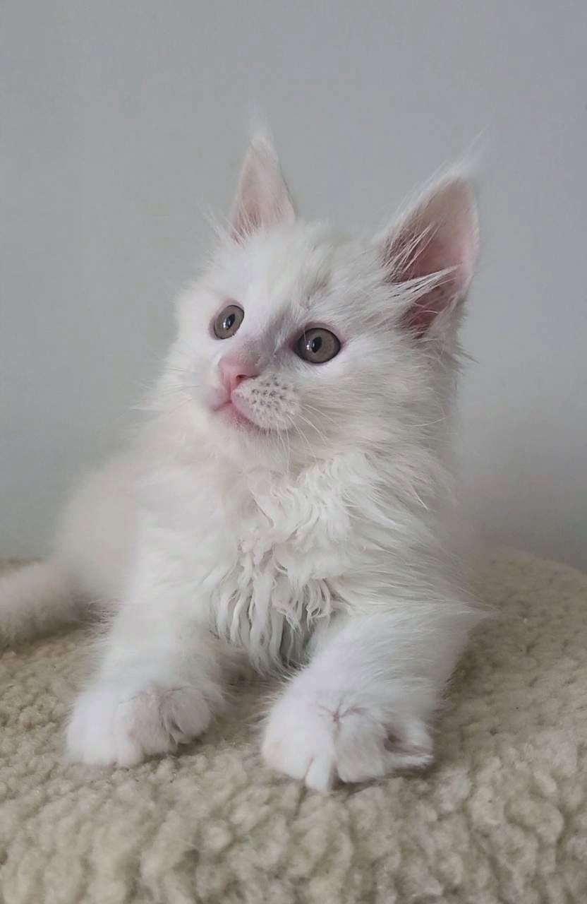 белый менйкун котенок алматы казахстан