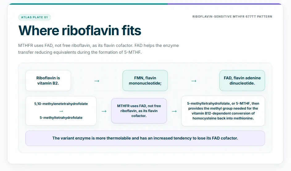 Visual pathway explanations