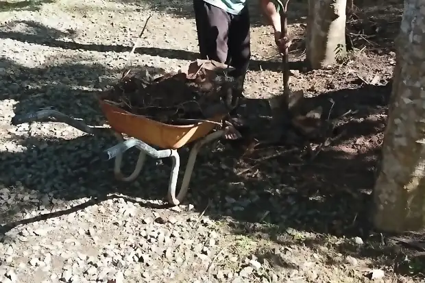 Cleared roots loaded into a wheelbarrow beside a gravelled path.
