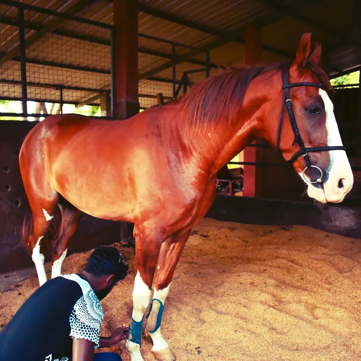 Groom caring for a boarded horse at Vonfidel Ranch in Sri Lanka