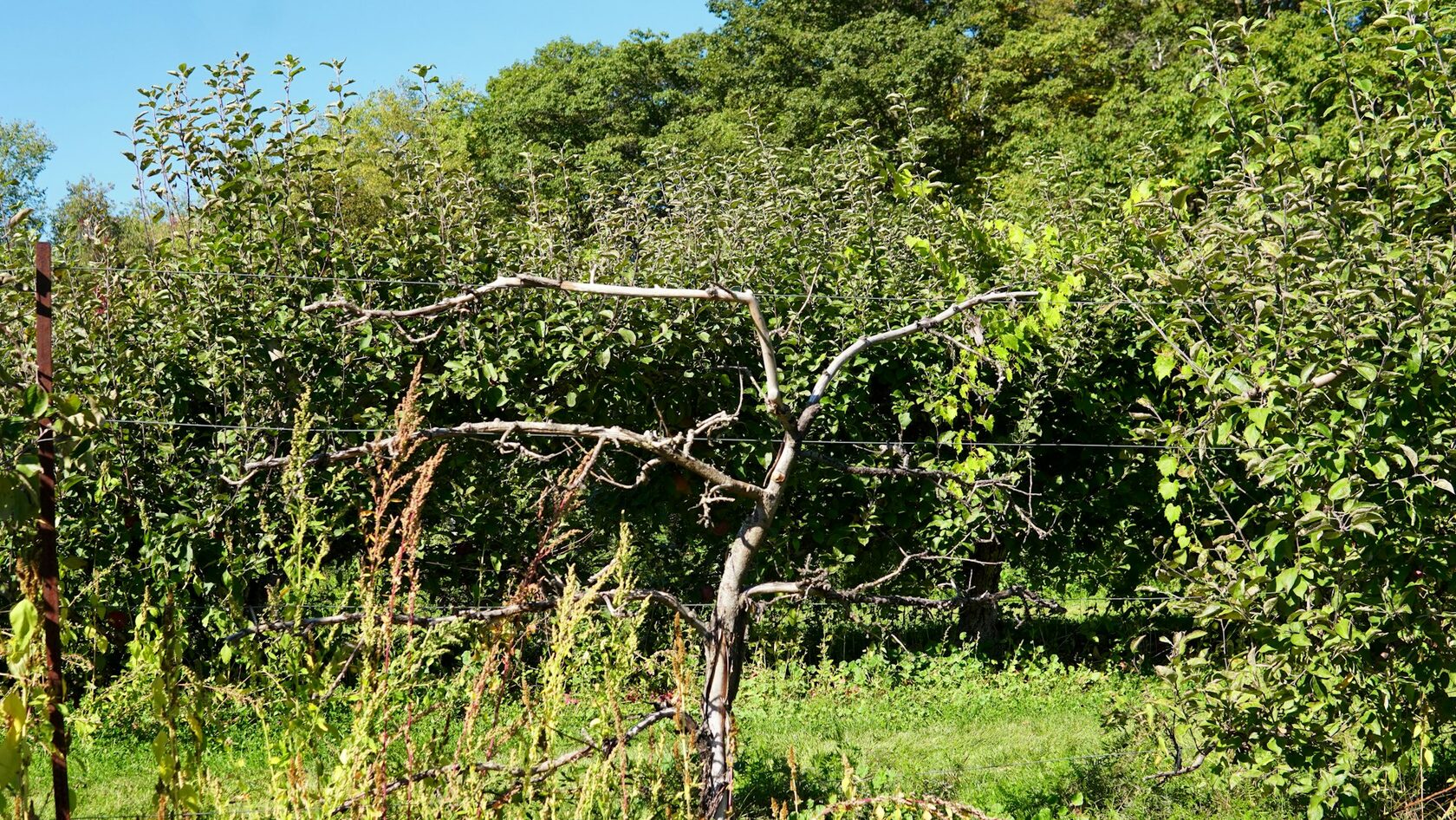 Orchards and Vineyards