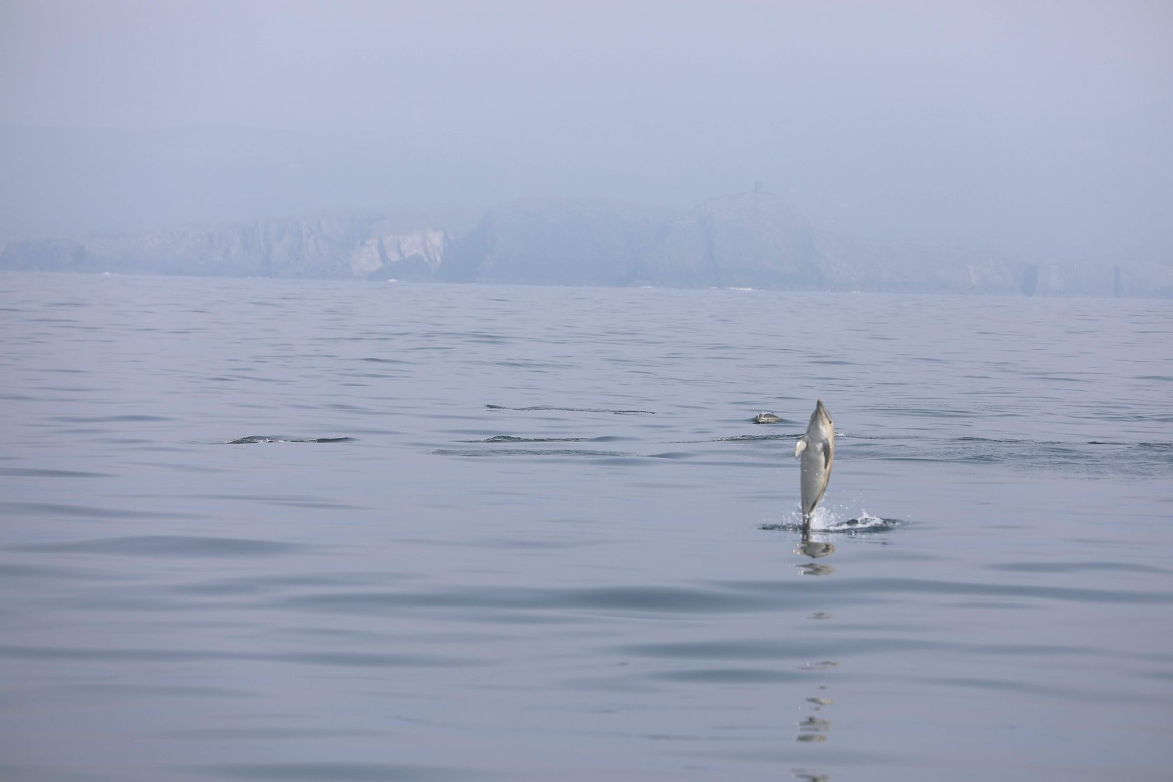 Baby dolphin 