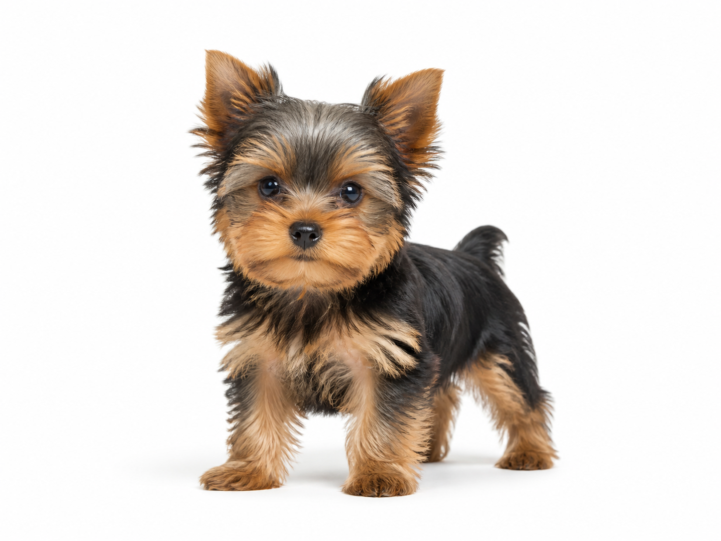 Yorkshire Terrier puppy