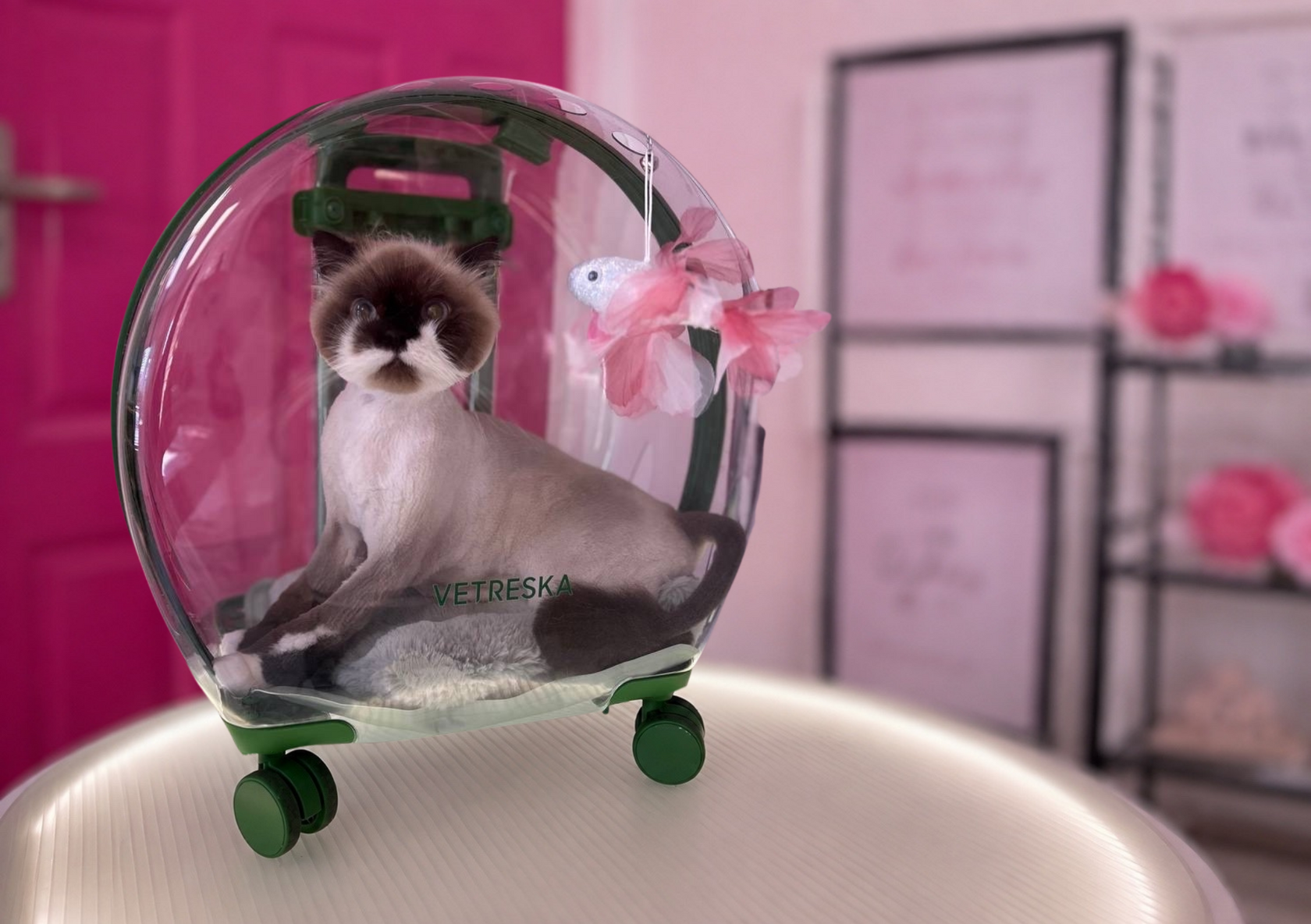 Professional cat grooming session at Pink Bone salon