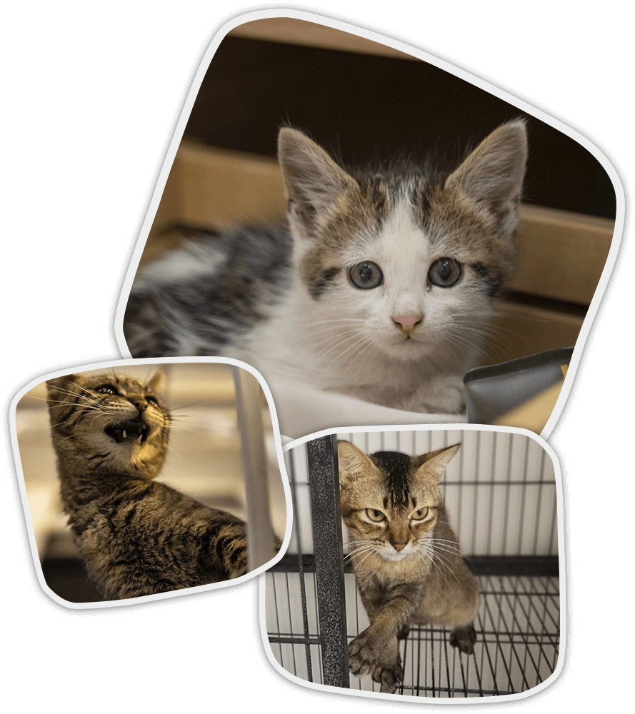 Gato naranja en adopción