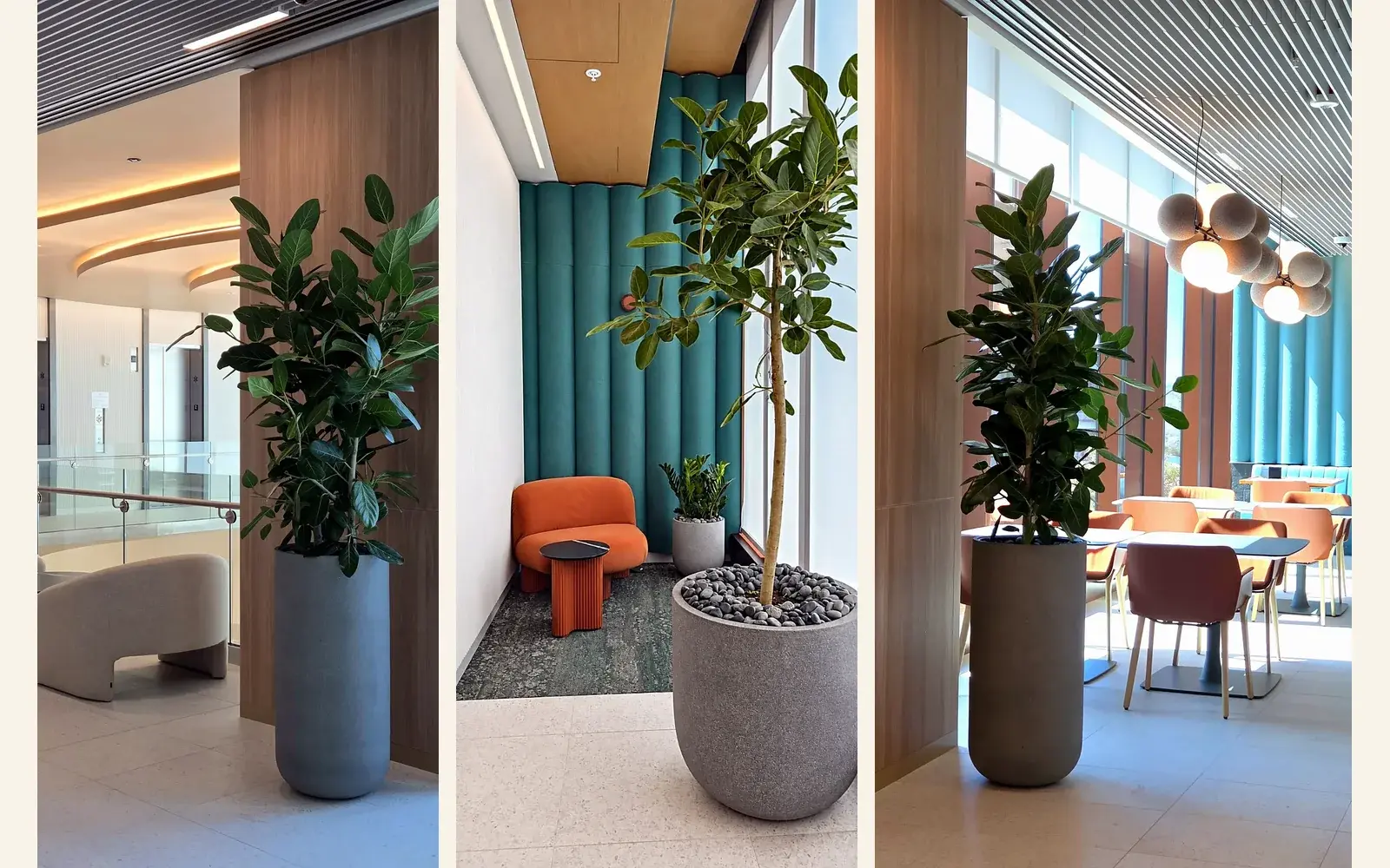 Rubber trees and a fiddle-leaf fig in tall planters in the lounges and cafeteria at Bristol Myers Squibb