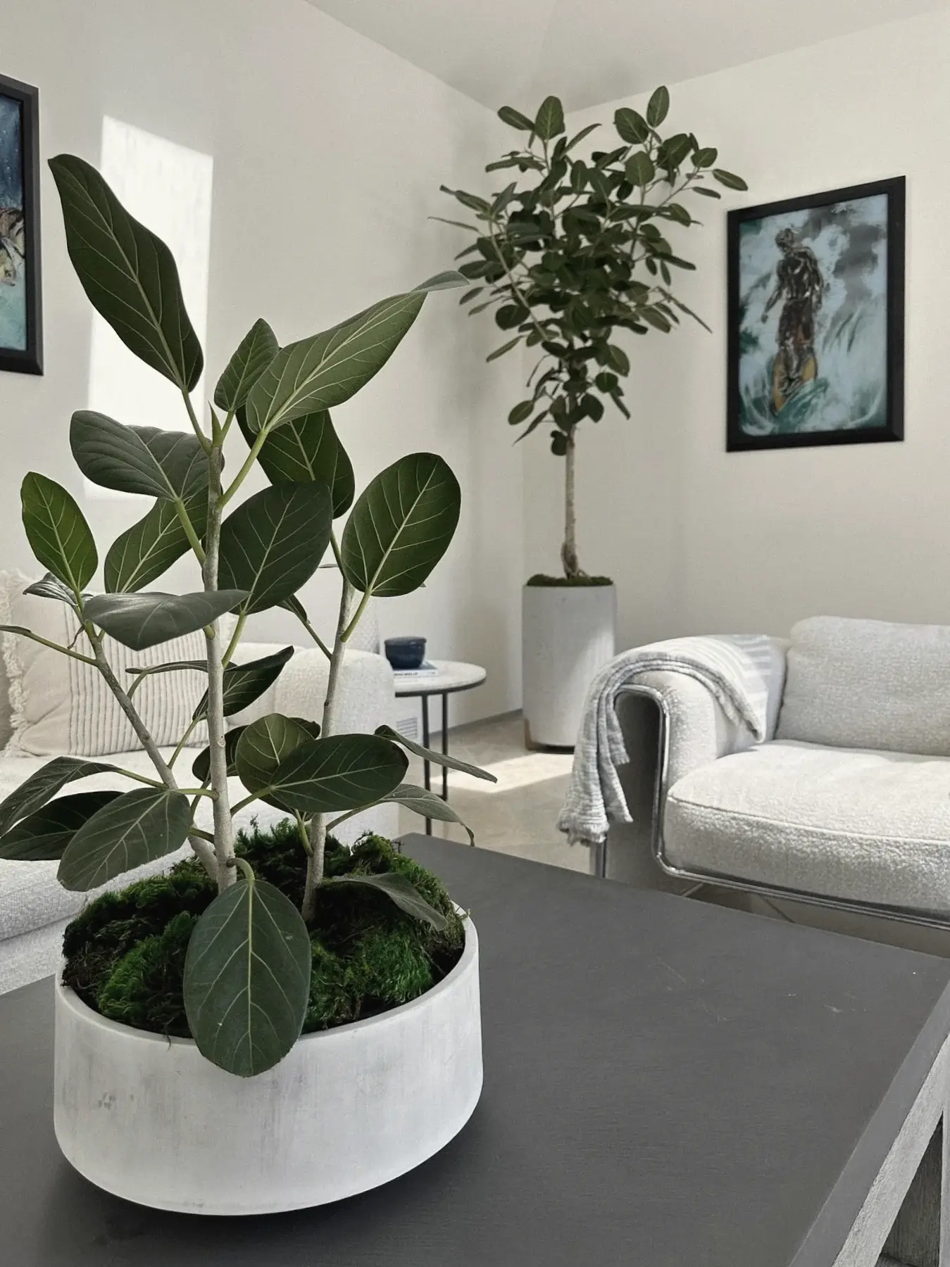 Ficus in a low moss bowl with a tall fiddle-leaf fig behind