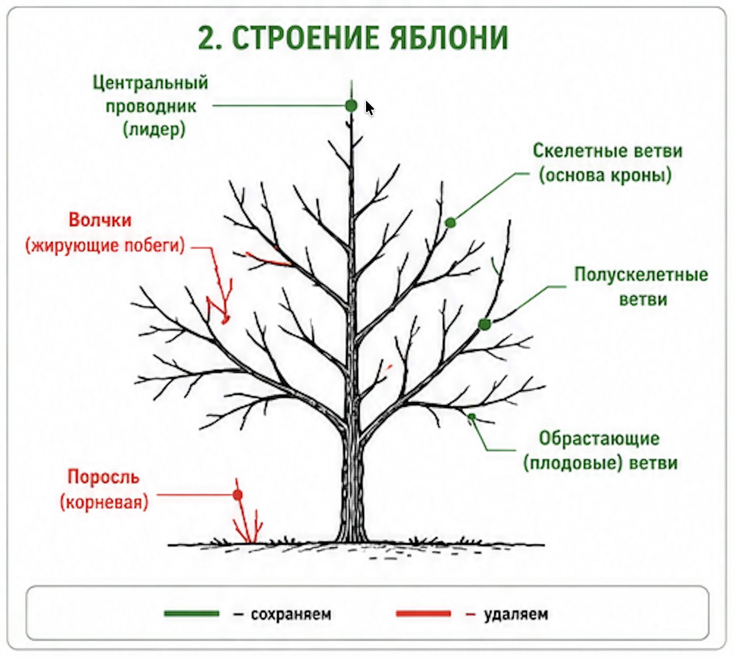 Диаграмма внутреннего строения кроны плодового дерева (яблони, груши, сливы) с обозначением основных частей. Центральный проводник - главный вертикальный ствол, расположенный в центре, самый верхний. Скелетные ветви первого порядка - основные боковые ветви, отходящие от проводника под углом 45-60 градусов. Полускелетные ветви второго порядка - боковые ветви, отходящие от скелетных ветвей. Волчки - жирные вертикальные побеги, которые нужно удалять при обрезке. Зеленые линии указывают части кроны, которые нужно сохранять для правильной формы. Красные линии указывают части для удаления при проведении обрезки. Диаграмма показывает правильную иерархию ветвей в плодовом дереве и применима для яблонь, груш, слив и других плодовых.