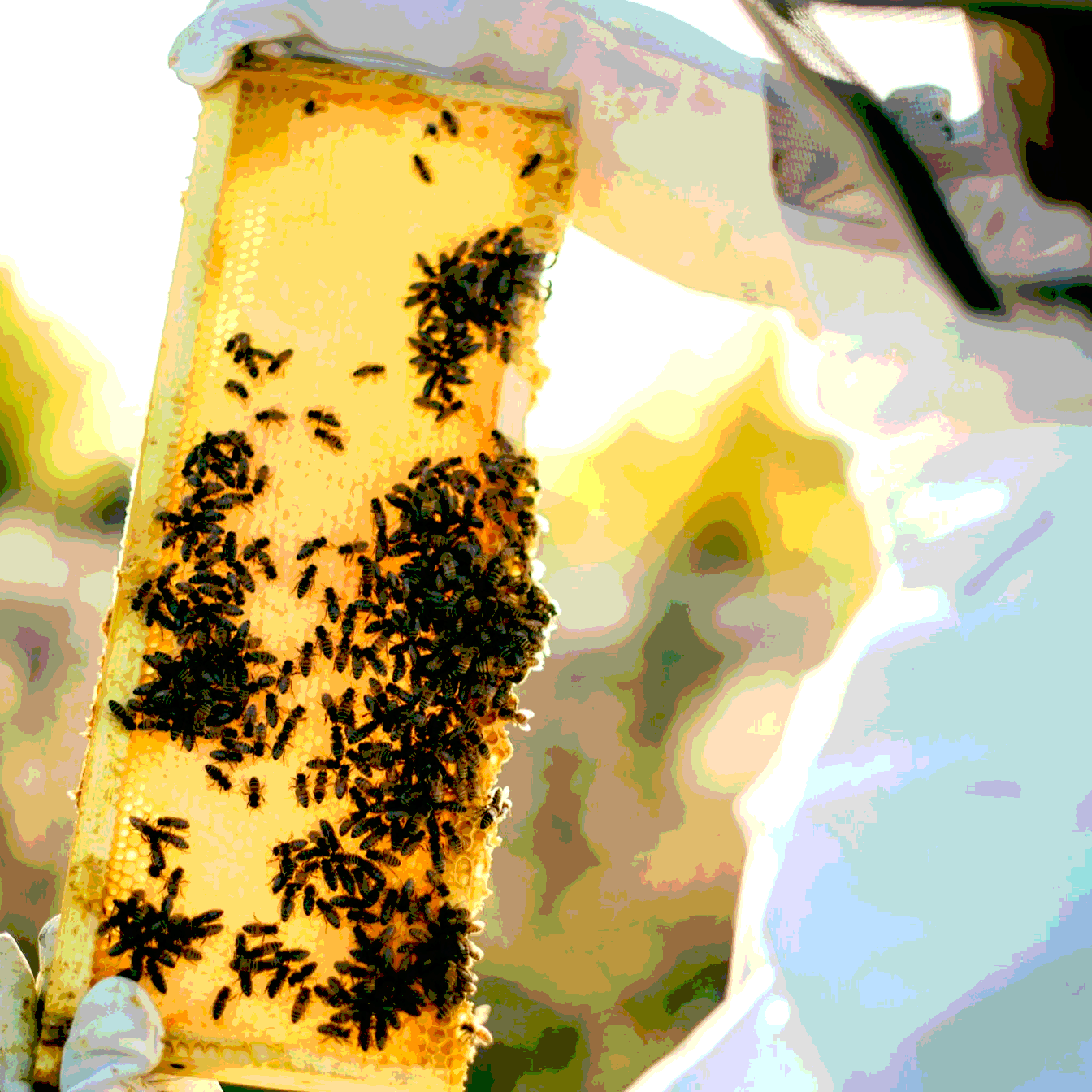 HOME [regenerativebeekeepers.org]