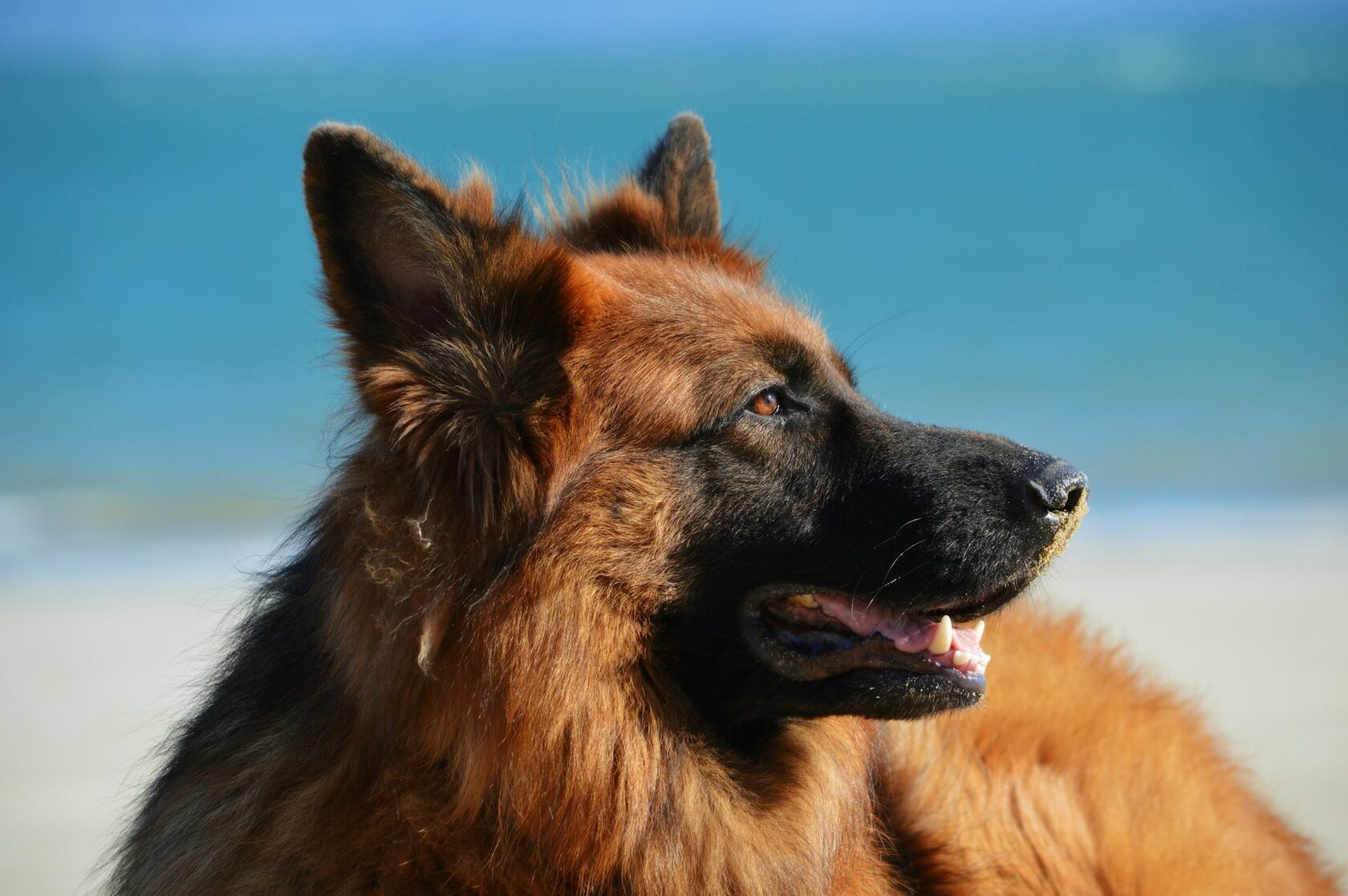 Duke