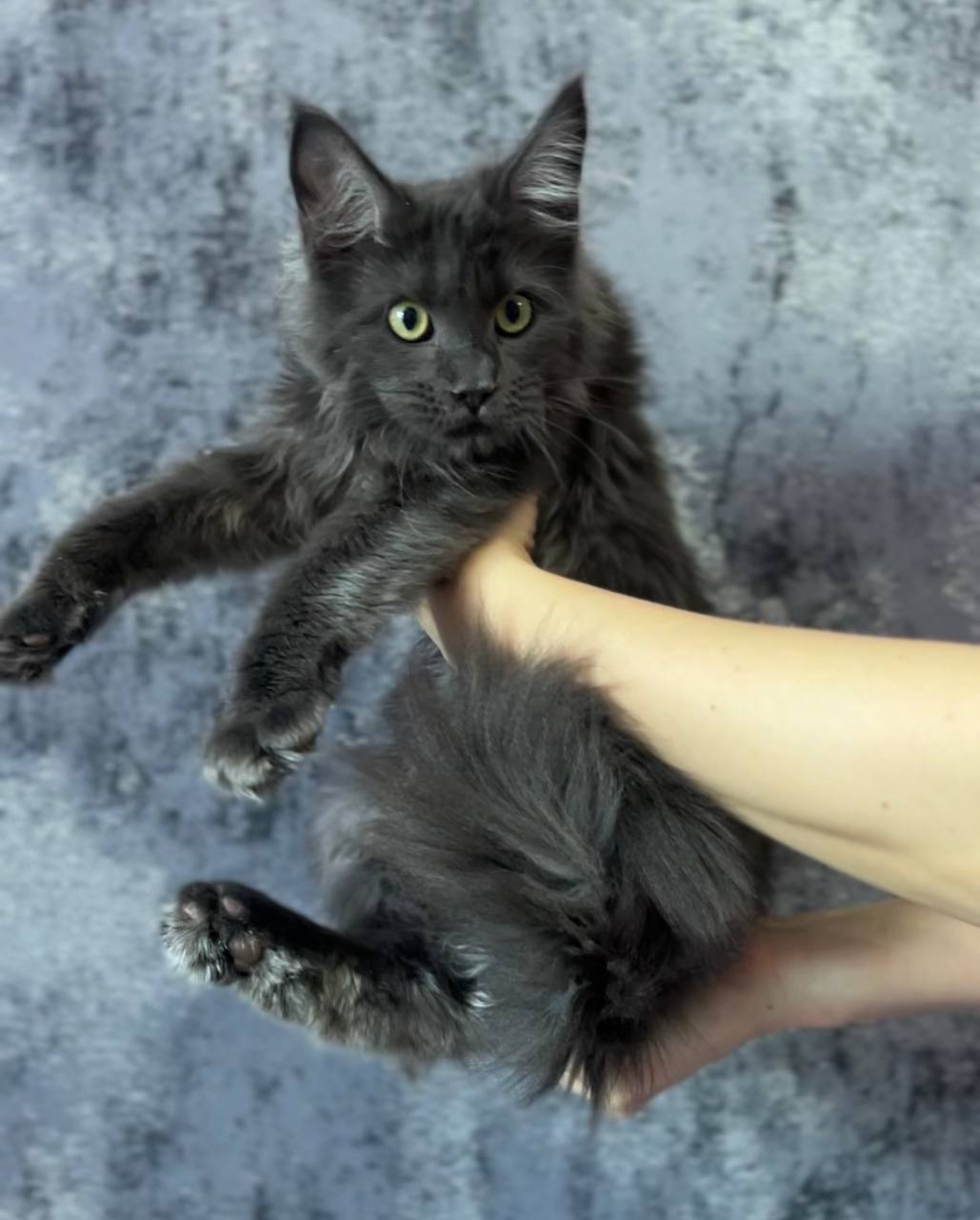 котята мейнкун Алматы Астана казахстан