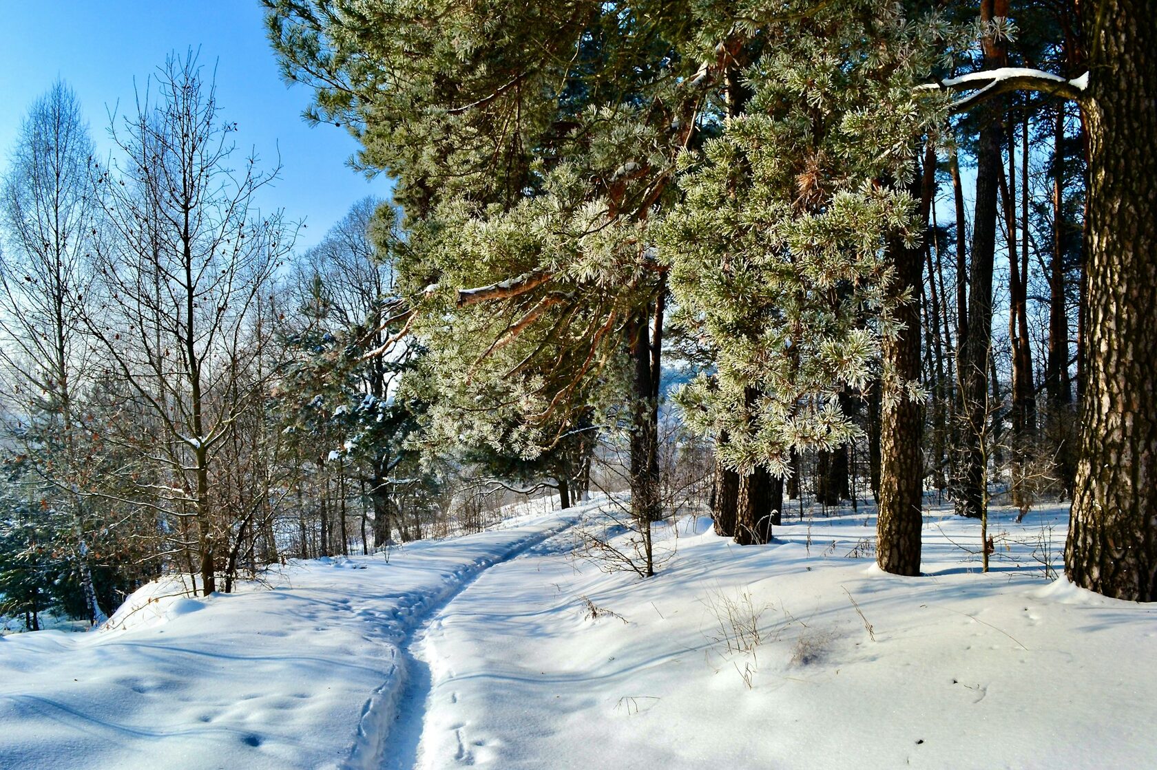 Snowy Russian forest