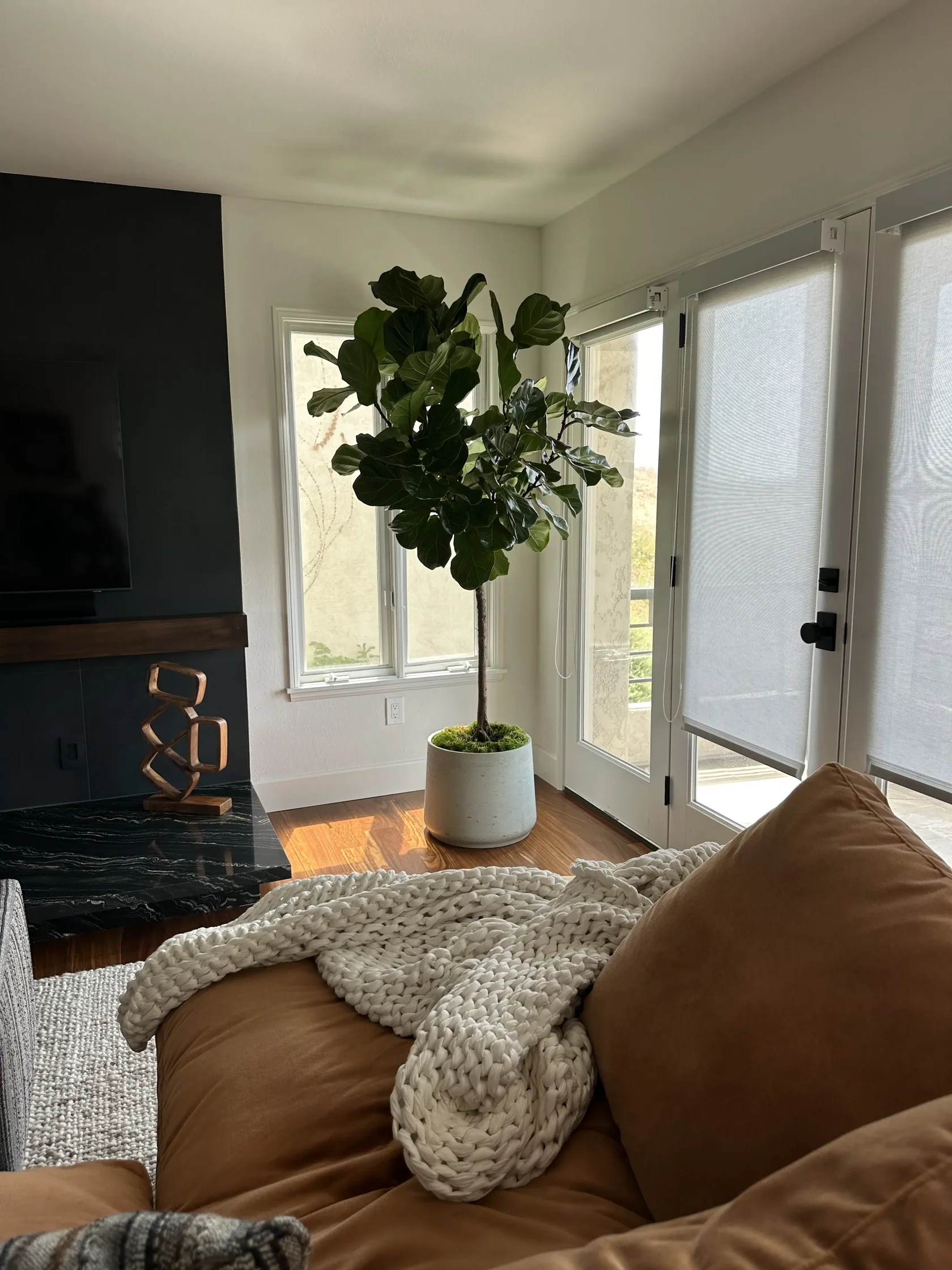 Fiddle-leaf fig in a living room corner beside a leather sofa and glass balcony doors