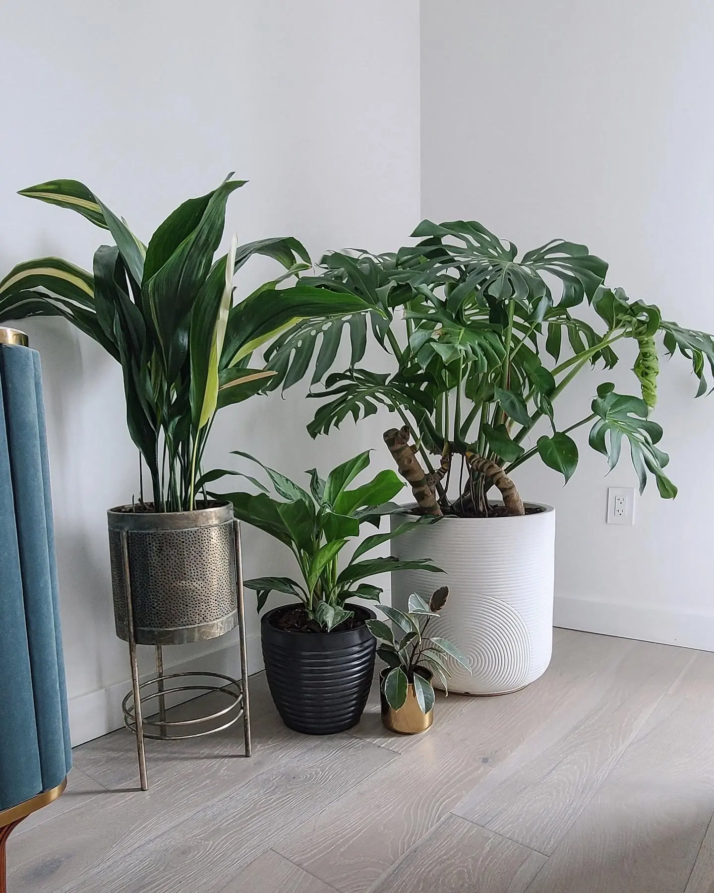 A grouping of variegated dracaena, monstera and ZZ plant at different heights in a living room corner