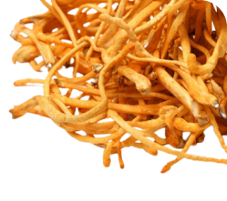 Cordyceps militaris — კორდიცეფსი