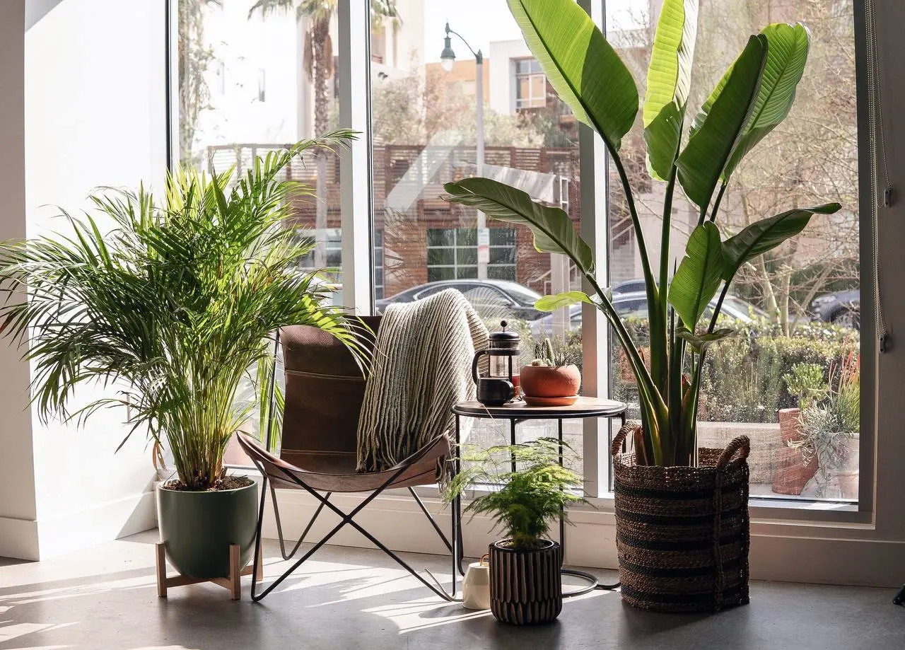 A sunlit corner with a bird of paradise and an areca palm in a Carlsbad home