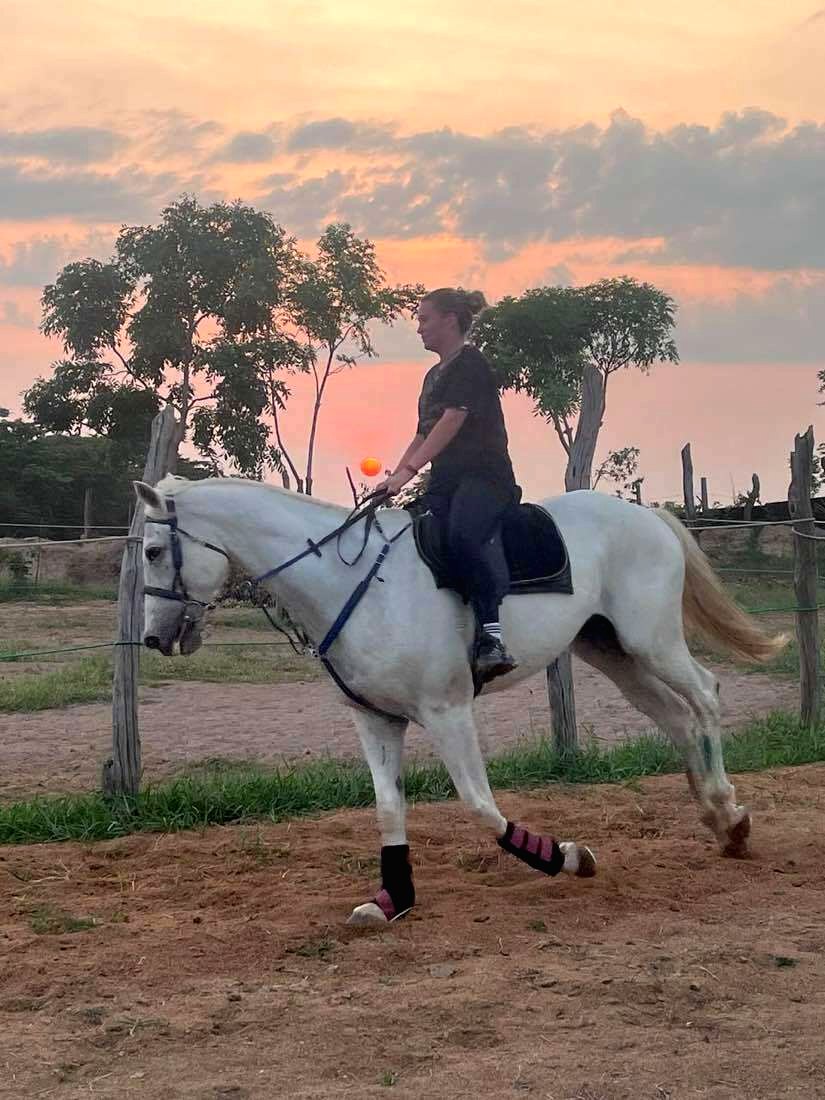 A grey horse schooling at sunset at the Ranch.