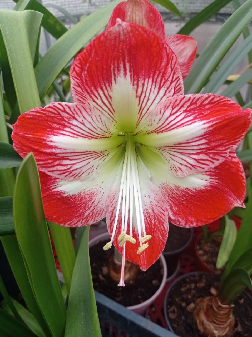Гіпеаструм Floral Wave