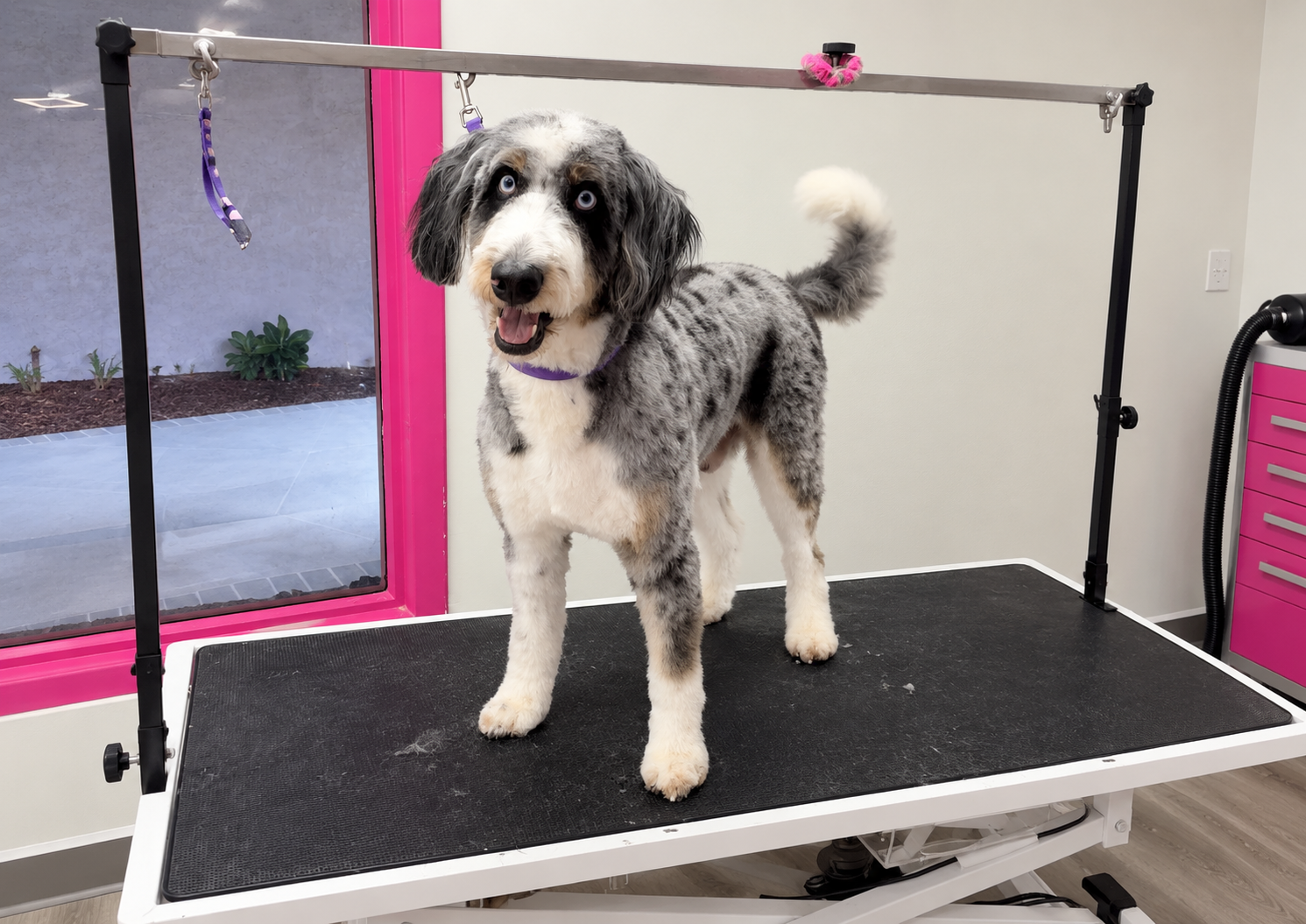 Professional dog teeth cleaning at Pink Bone salon